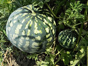 Середньопізні та пізні сорти кавунів: характеристики та особливості вирощування та зберігання