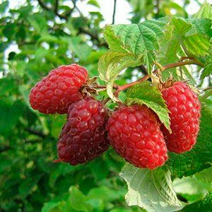 Як правильно садити малину навесні — вибір сорту і строки посадки