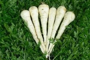 Вирощування з насіння петрушки: особливості посадки і догляду у відкритому грунті і домашніх умовах