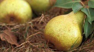 Особливості осінніх сортів смачних груш: Рогнеда, Москвичка, Казкова