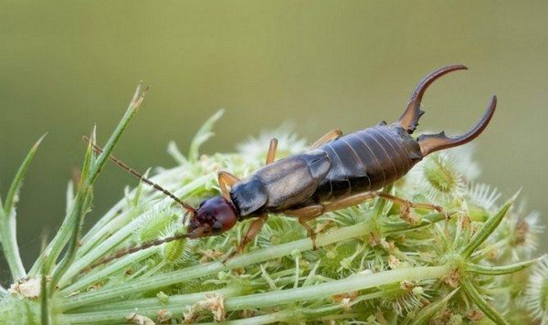 Чим небезпечна двухвостка: правда і міфи