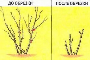 Шипшина: формування і обрізка рослини для одержання багатого врожаю