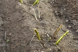 Голландський сорт картоплі Ред Скарлет: характеристика, фото і відгуки