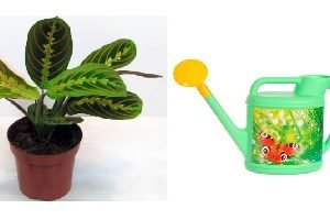 Вирощування ніжною тропічної маранти в домашніх умовах