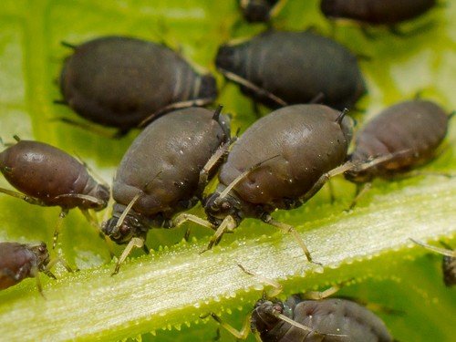 Попелиця – характеристика та цікаві факти