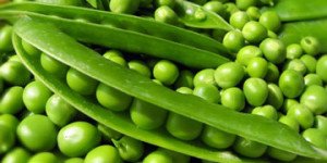 Як посадити горох в городі: види і сорти, правила посадки та догляду, фото