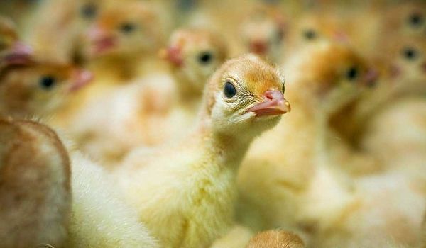 Опис інкубатора «Попелюшка»: принцип роботи і технічні характеристики