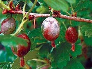 Посадка агрусу навесні — як і в якому місяці правильно садити?