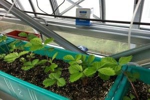 Як вирощувати полуниці в теплиці круглий рік: вибір сорту, особливості посадки і догляду, фото і відео