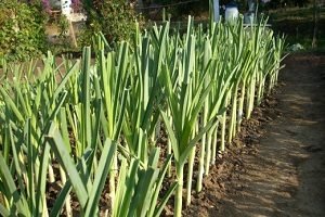 Цибуля порей: правильна посадка насіння для одержання гарного врожаю