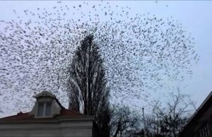 Сонник Зграя Птахів у небі у сні бачити до чого сняться?