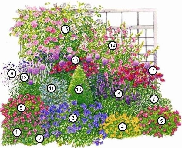 Міксбордер з багаторічників: принципи пристрою, схеми та назви рослин, покрокова відеоінструкція