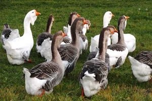 Холмогорський гуси: опис і розведення породи в домашніх умовах