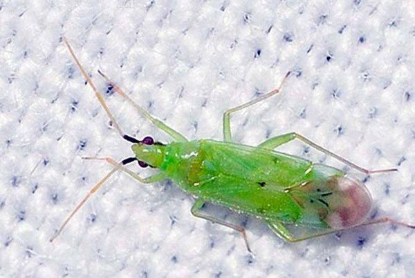 Білокрилка в теплиці: як позбутися шкідника?