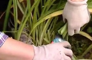 Потрібно обрізати багаторічні квіти на зиму: рекомендації по догляду, фото і відео