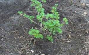 Все про вирощування високоврожайного агрусу Командор