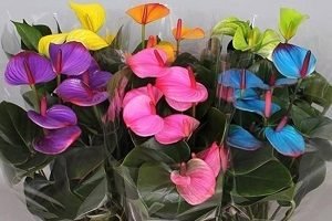 Квіти «Жіноче щастя» і «Чоловіче щастя»: прикмети, фото і магічні властивості