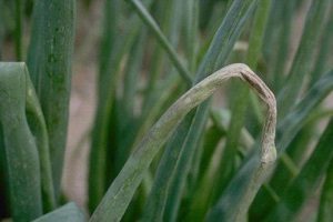 Дивовижний овоч цибуля шалот — правила догляду та вирощування