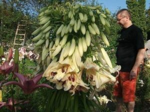 Сонник Білі Лілії в букеті у сні бачити до чого сняться?