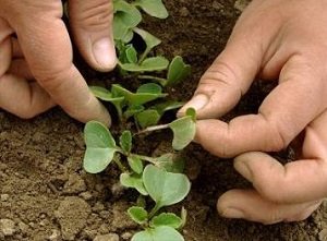 Які багаторічні квіти можна посадити восени в саду: види культур, поради по посадці, правила догляду та фото