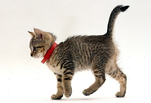 Нашийник від бліх для кішок: інструкція по застосуванню, ціна та відгуки