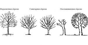 Як обрізати яблуні восени: схема, правила і відео інструкція