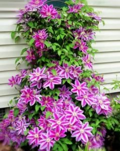 Багаторічні ліани для прикраси саду та дому: барвисті фото, назви та опис видів