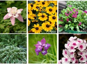 Як виростити багаторічник для дачі, цвіте все літо: особливості посадки і догляду, фото і відео інструкція