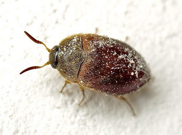 Кожеед: характеристика паразита і методи його усунення