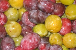 Російська зливу (алича гібридна) — диплоїдний вид з відмінною пристосовністю