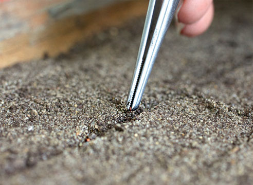 Домашня полуниця: вирощуємо за 10 кроків