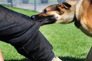 Сонник Гладити Собаку велику уві сні по голові бачити до чого