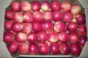 Яблуня Чемпіон: фото та опис високоврожайного сорту