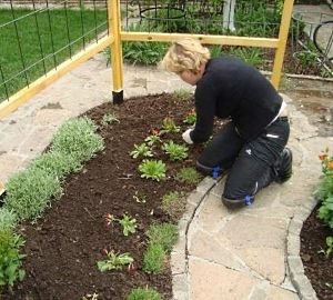 Як створити квітник безперервного цвітіння з багаторічників: схеми, покрокова інструкція, фото і відео