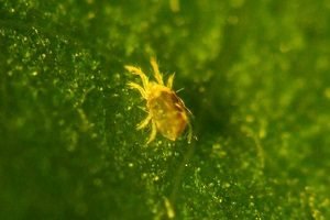 Невибаглива ломикамінь: особливості посадки, догляду та розмноження, фото квіток