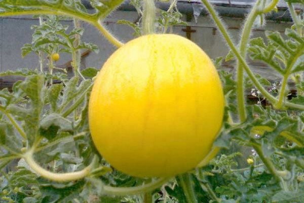 Кращі сорти динь для вирощування на Уралі: огляд, посадка і догляд за баштанними в холодному регіоні