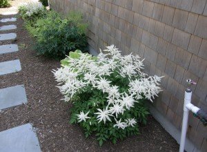 Астильба в ландшафтному дизайні саду — багатоликий чагарник для оформлення квітника