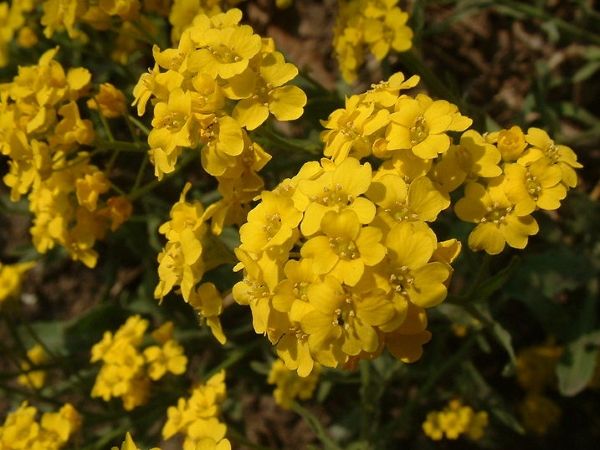 Грунтопокривні багаторічні садові квіти: фото та назви рослин, поради по догляду