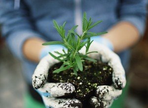 Багаторічники, квітучі восени: різновиди, особливості догляду, фото з назвами і відео