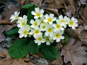 Примула — весняні первоцвіти: яскраві фото з назвами сортів і порадами по догляду