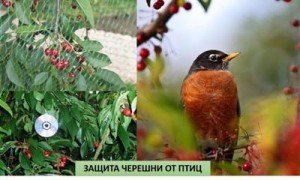 Догляд за черешнею навесні: підгодівля і обробка від шкідників і хвороб