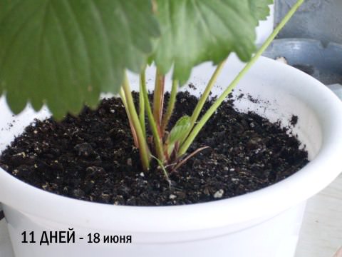 Домашня полуниця: вирощуємо за 10 кроків