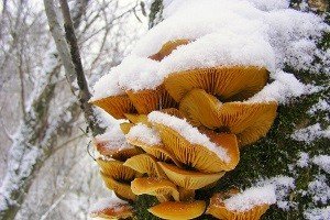 Зимові опеньки: відмітні особливості і місця зростання