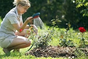 Осінній догляд за садовими трояндами: правила підживлення та укриття кущів на зиму