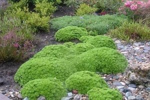 Невибаглива ломикамінь: особливості посадки, догляду та розмноження, фото квіток