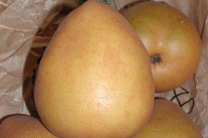 Карликова груша: особливості виведення і характеристики найбільш популярних сортів