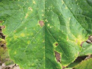 Як виростити кавуни в теплиці: вибір теплиці і насіння, підготовка розсади, особливості посадки і догляду, відео інструкція