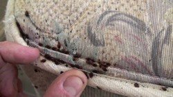 Гніздо клопів   фото, як виглядає і де шукати в квартирі