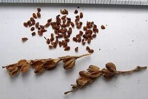 Монтбреция – шафрановий аромат або невизнаний гладіолус