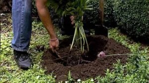 Чудові півонії: посадка і догляд у відкритому грунті